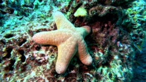Seestern