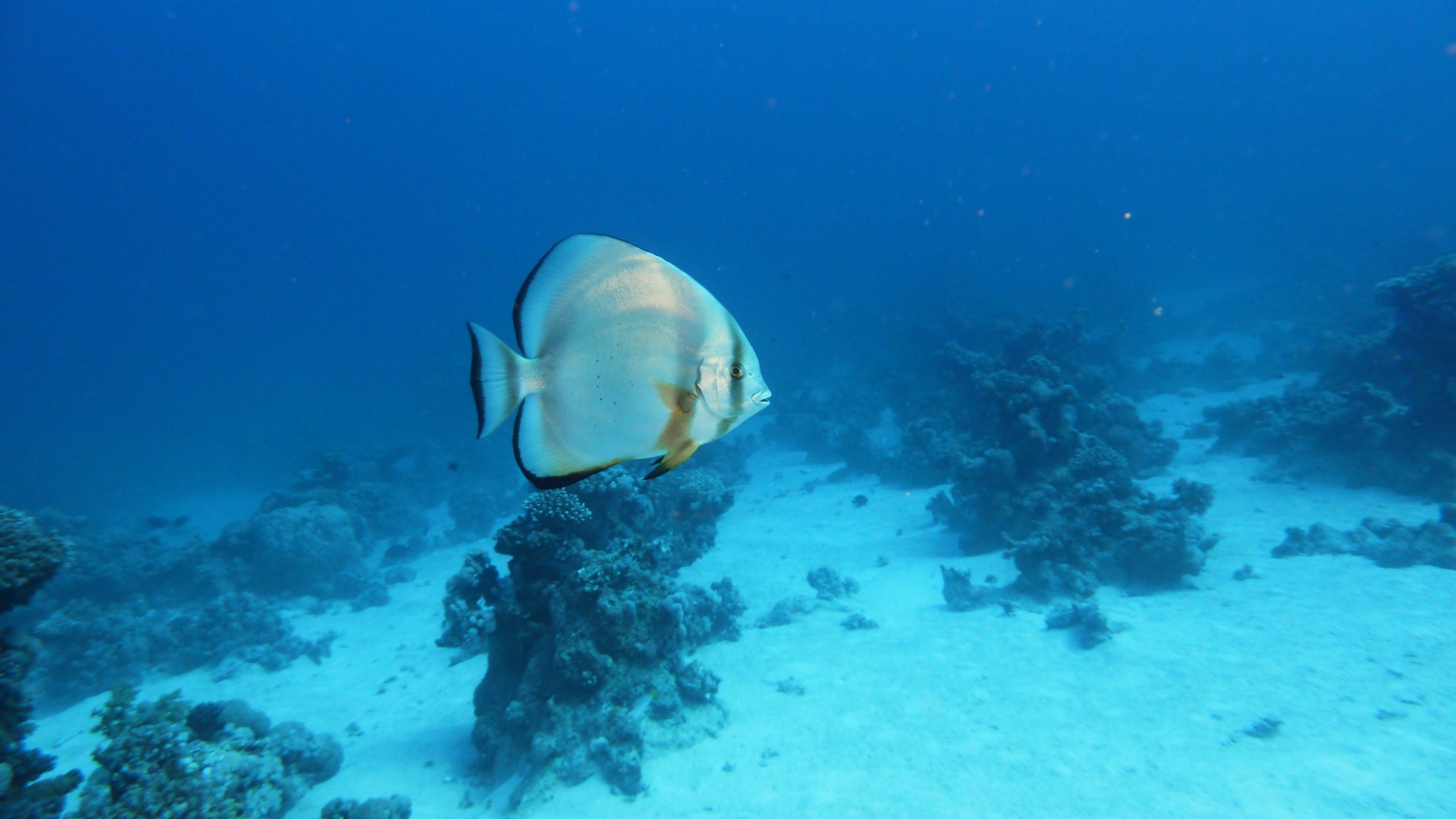 Fledermausfisch02