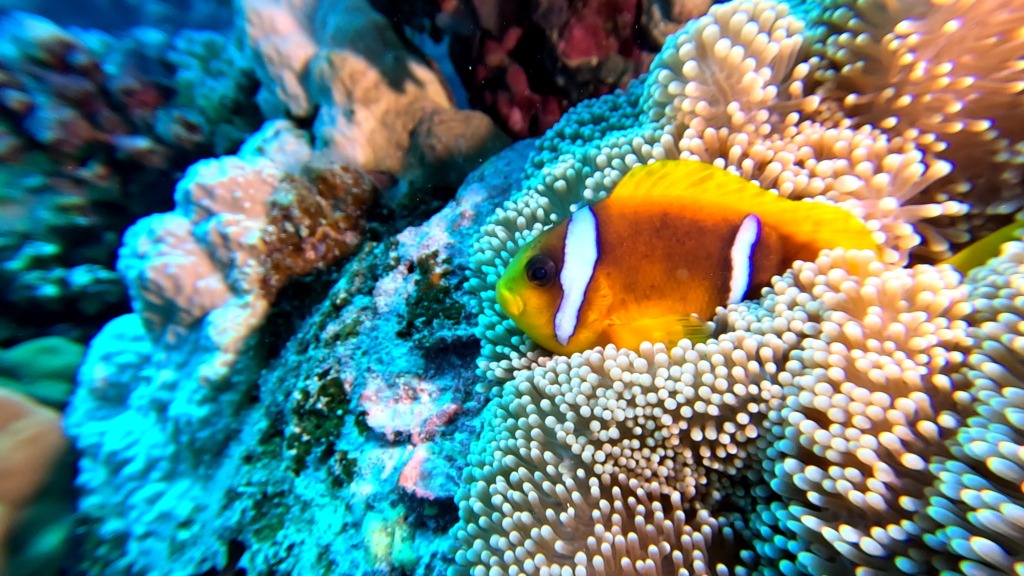 Clownfisch Clownfisch