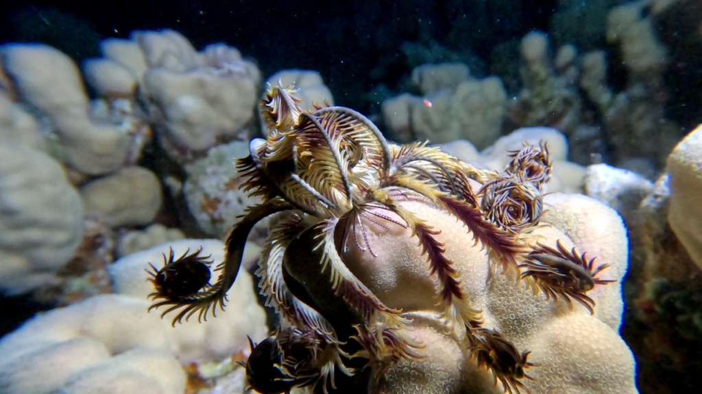 1000008731_1712088180695