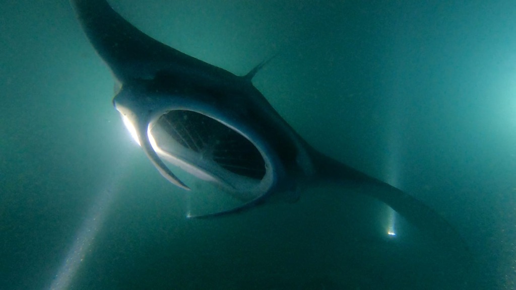 130ad54c-ddf6-477c-9b0a-49e48692789d Walhai