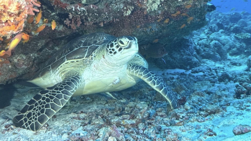 Meeresschildkröte Meeresschildkröte